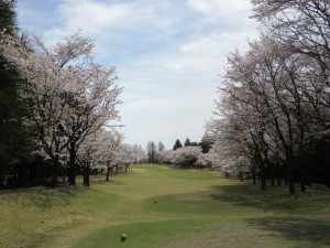 桜レイアウト