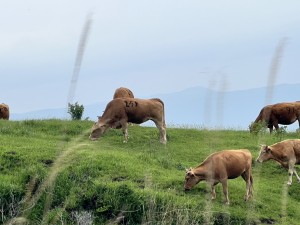 IMG_3831