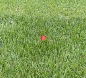 20251030_143350_jp.scn.android